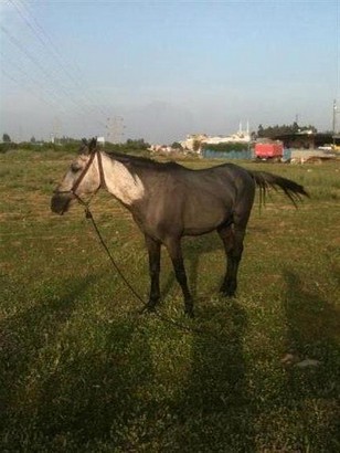 Mersin’de Yakılan Atların Tedavisi Haytap Tarafından Yaptırılıyor