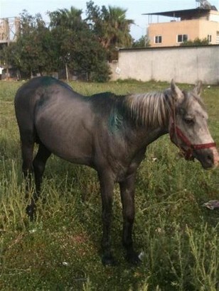 Mersin’de Yakılan Atların Tedavisi Haytap Tarafından Yaptırılıyor