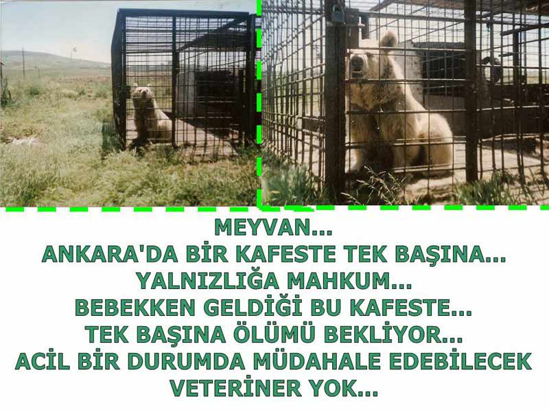 Mayvan İçin Mahkeme Karar Verdi !