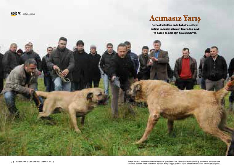 National Geographic - Haytap ’’Acımasız ve Kanlı Köpek Dövüşleri’’