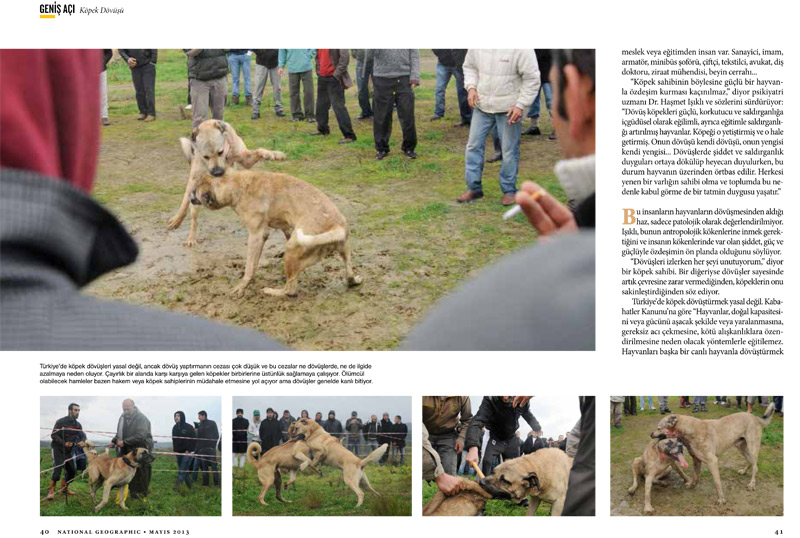 National Geographic - Haytap ’’Acımasız ve Kanlı Köpek Dövüşleri’’