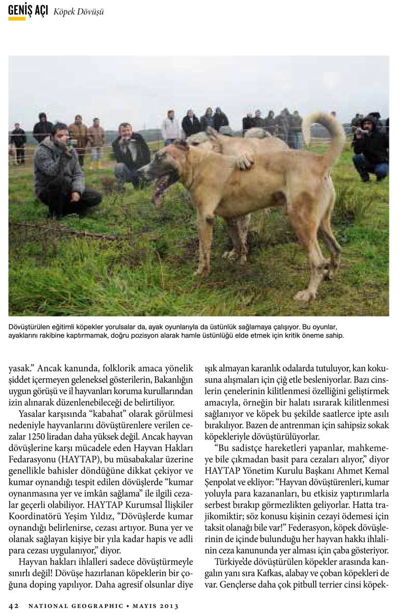 National Geographic - Haytap ’’Acımasız ve Kanlı Köpek Dövüşleri’’