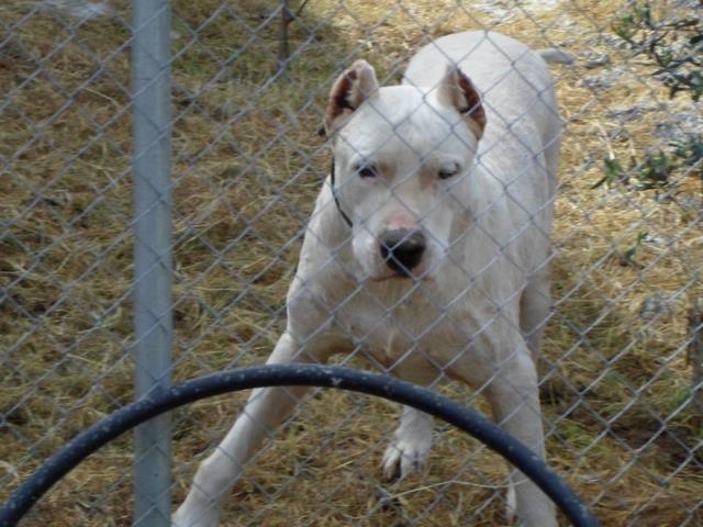 Haytap 2014 Takvim Geliri Ortaca Köpeklerine Yeni Yaşam Alanı Oldu