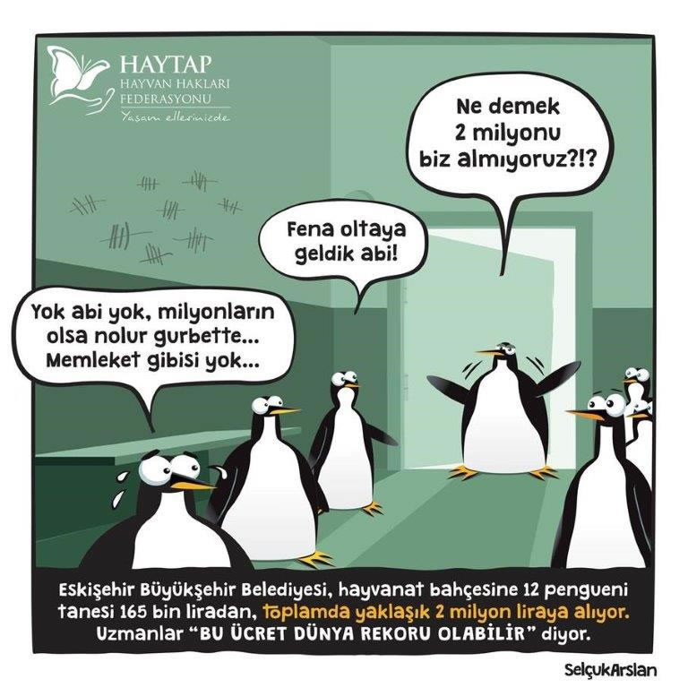 Eskişehirli’lere Büyük Hizmet! Her Şeyiniz Tamam Pengueniniz Eksik!