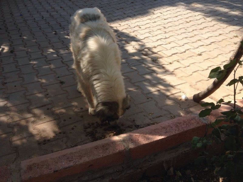 Haytap ve Petlebi İşbirliği ile Gaziantep’e Ulaşan Mama Bağışları