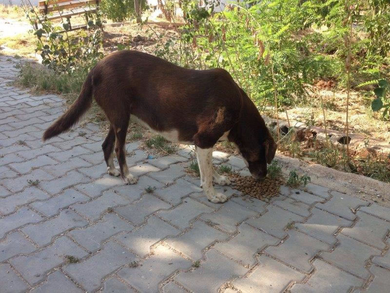 Haytap ve Petlebi İşbirliği ile Gaziantep’e Ulaşan Mama Bağışları