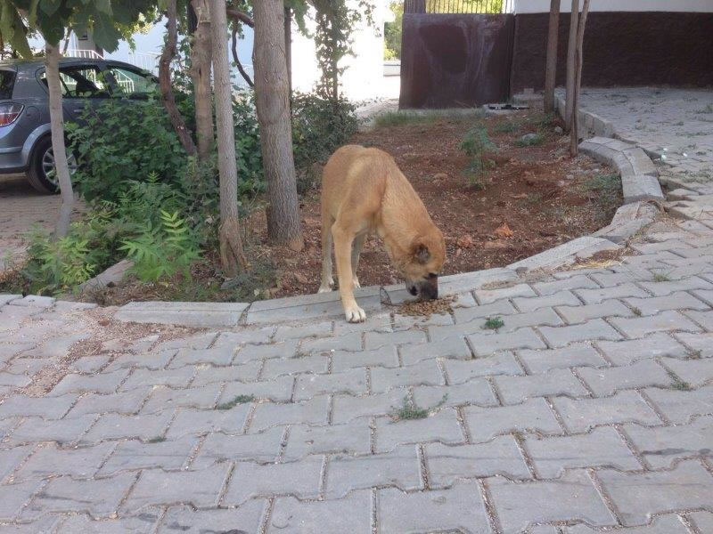 Haytap ve Petlebi İşbirliği ile Gaziantep’e Ulaşan Mama Bağışları