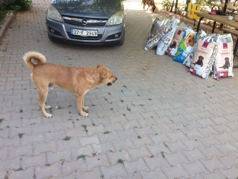 Haytap ve Petlebi İşbirliği ile Gaziantep’e Ulaşan Mama Bağışları