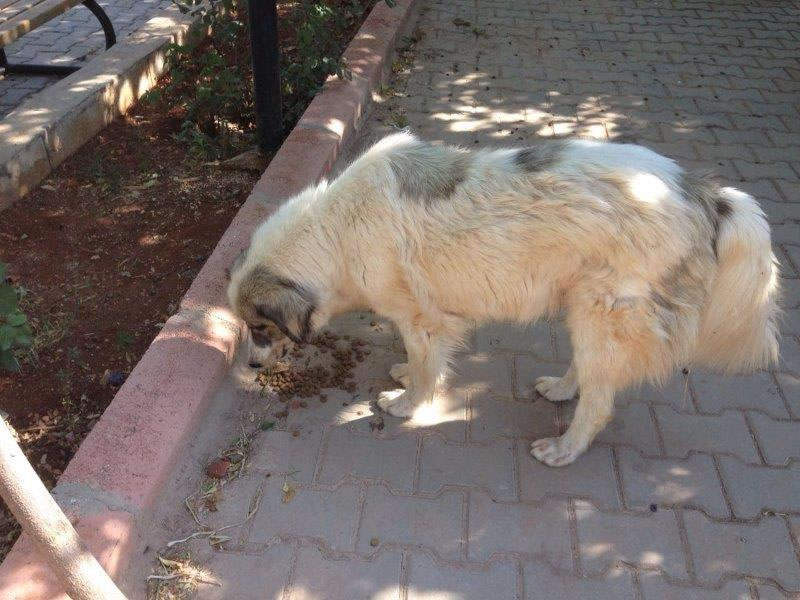 Haytap ve Petlebi İşbirliği ile Gaziantep’e Ulaşan Mama Bağışları