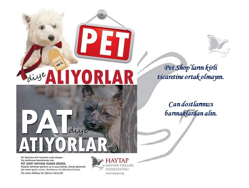 Terk Etmeyin ve Petshop Gerçeği Haytap Kampanyası