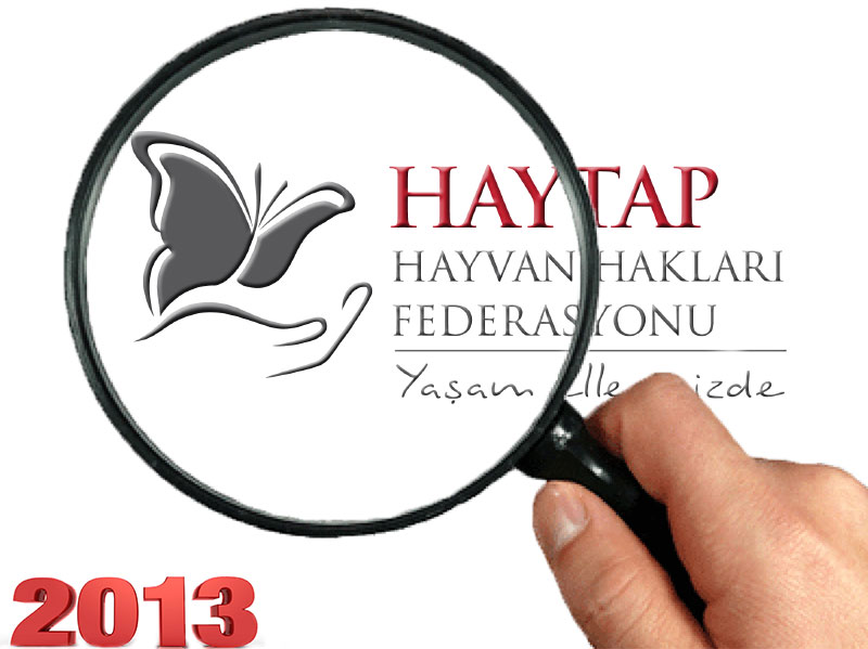 Haytap 2013 Yılında Neler Yaptı?