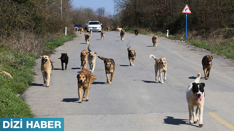 ŞARIL ŞARIL AKAN ŞELALE : KÖPEK ÜRETİM ÇİFTLİKLERİ