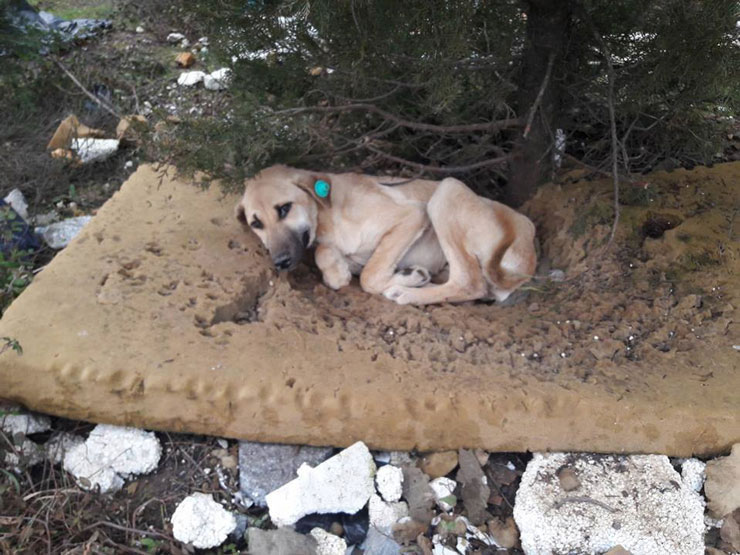 ŞARIL ŞARIL AKAN ŞELALE : KÖPEK ÜRETİM ÇİFTLİKLERİ