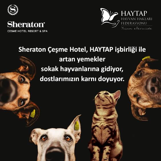 Sheraton Çeşme Hotel & Haytap işbirliği ile artan yemekler sokak hayvanlarına gidiyor!