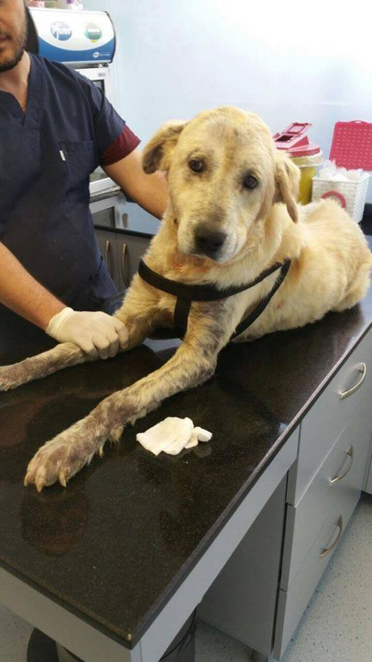 Sorgun Köpeğinin Faturası ödendi.Destek veren herkese TEŞEKKÜRLER