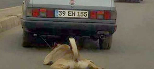 Trafikte Aracın Arkasından Hayvan Sürüklemek