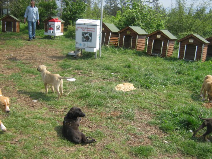 Haytap 2013 Takvim Geliri Sakarya’ya Köpek Kulübesi Oldu