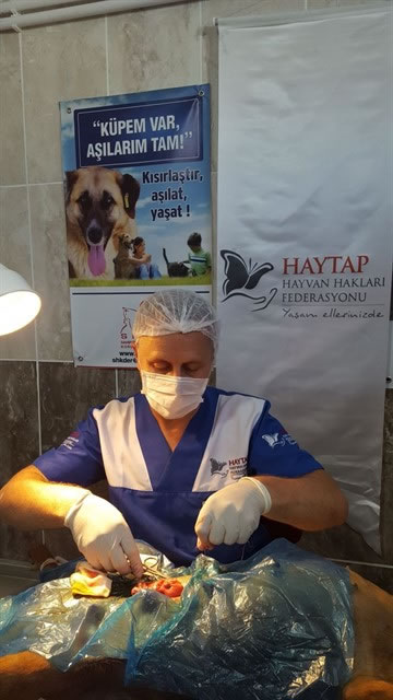 Haytap, Kütahya / Tavşanlı’ da Kısırlaştırma ve Tedavi Çalışmalarındaydı