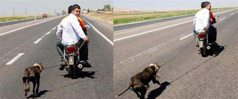 Motosiklet Arkasında Sürüklenen Köpeğe Eziyet İçin Soruşturma Talebi