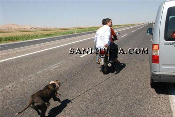 Motosiklet Arkasında Sürüklenen Köpeğe Eziyet İçin Soruşturma Talebi