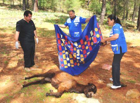 HAYTAP , Yaralı Eşek Kurtarma Operasyonunda