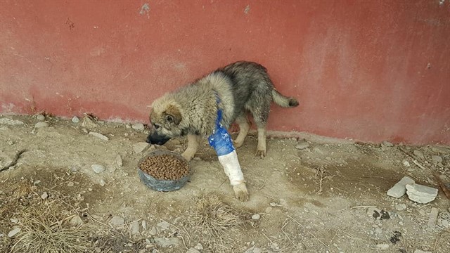 Haytap & Getir İşbirliği ile 1,5 Ton Mama Yüksekova’da