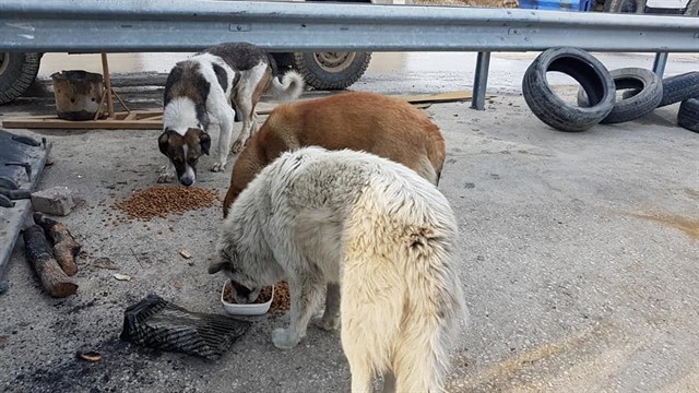 Haytap & Getir İşbirliği ile 1,5 Ton Mama Yüksekova’da