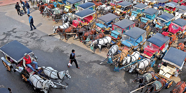 İBB Not Doing Enough For Horses On İstanbul islands